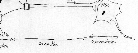 \includegraphics[clip=true,width=0.8\textwidth]{/tmp/export_images/imAPMvendredi_1.eps}